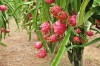 Vườn cây ăn quả sử dụng phân bón hữu cơ VIJACO 02